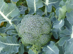 A20 - Cavolo Broccolo Sardegna 0.500 Kg