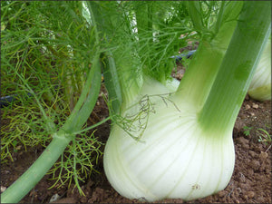 A11 - Finocchio Sardegna 1 Kg