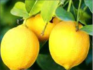 B15 - Limone Verdello Sardegna 0.500 Kg