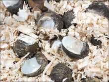 Carica l'immagine nel visualizzatore di Gallery, A84 - Monachelle 0,500 Kg
