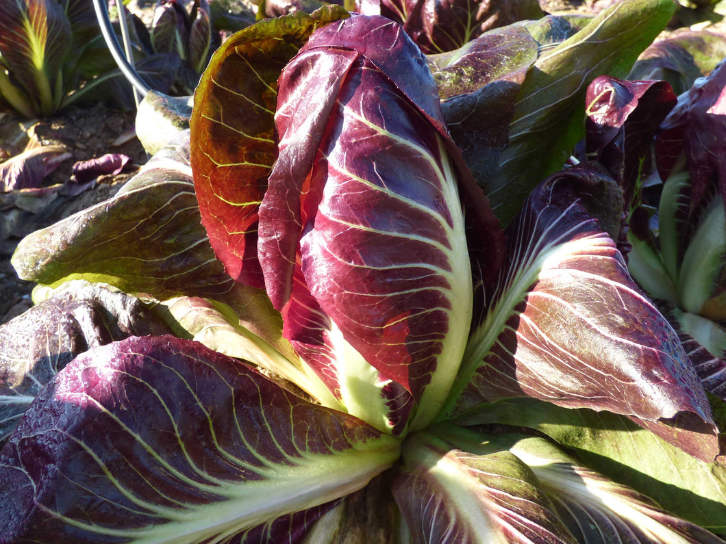 A09 - Radicchio Rosso Lungo 0.500 Kg