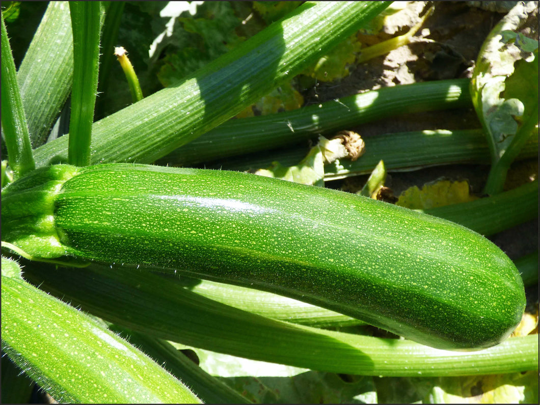 A34 - Zucchina Verde Sardegna 0.500 Kg