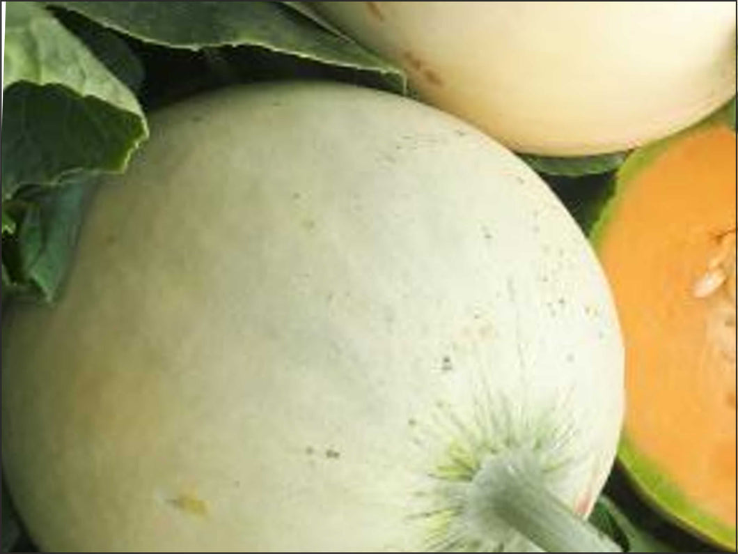 B27 - Melone Tamaris Sardegna 1 Pz