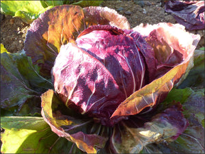 A10 - Radicchio Rosso Tondo 0.500 Kg